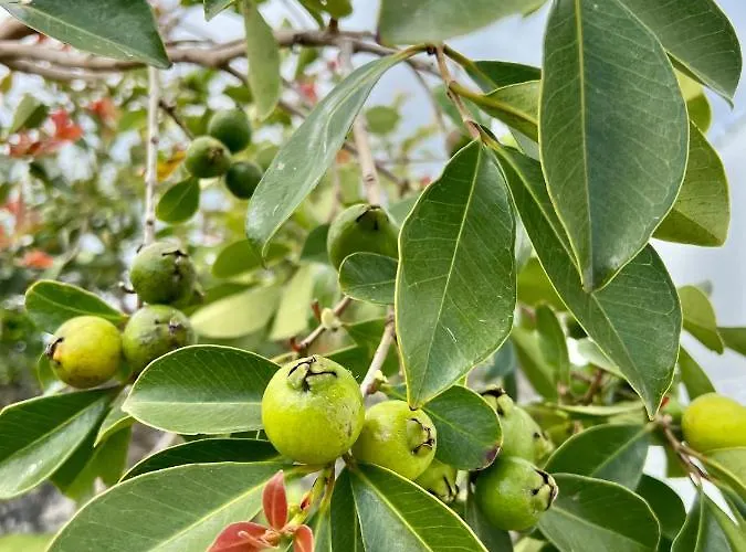 Casa Familia Acoriana بيت للعطل فيلا فرانكا دو كامبو